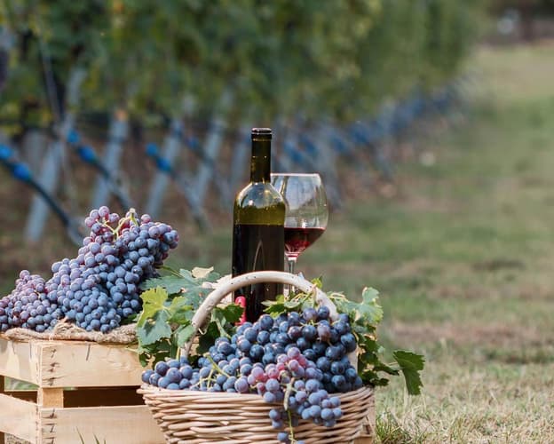 Image - Valpolicella Wine Experience between flavor and taste