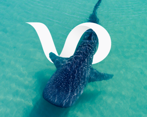 Image - Marine Life Experience - Whale Shark Season