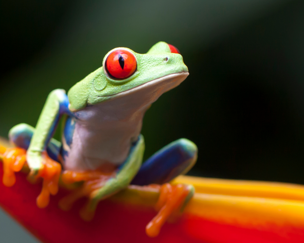 Imagen - Costa Rica de Costa a Costa: Del Caribe al Pacífico Norte