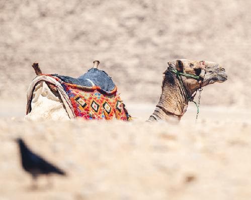 Imagen -  Solo Egipto