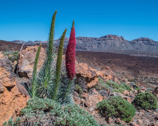 Immagine - L’Isola dell’Eterna Primavera, Tenerife