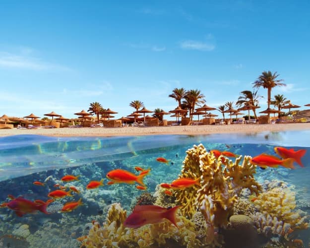 Image - Between the Sea and the Desert: New Year's Eve in Sharm