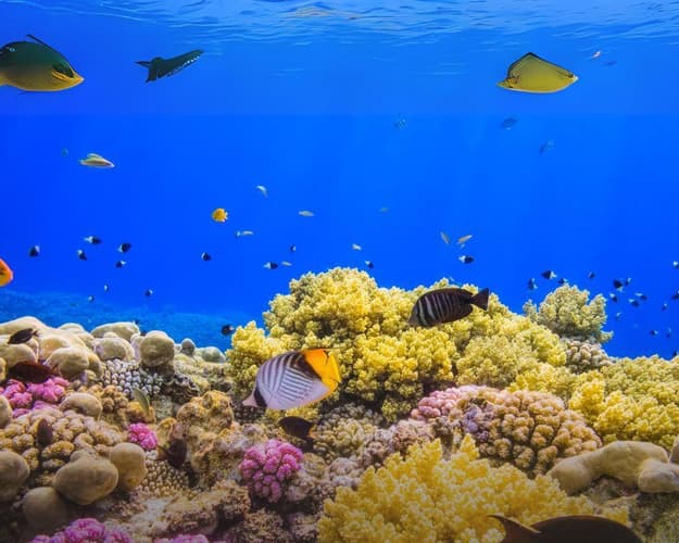 Image - Marsa Alam and the Secrets of Berenice