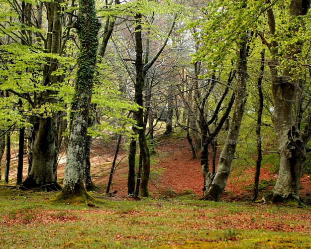 Imagen - Ruta guiada: hayedo de Boheriza (5 de abril)