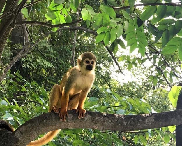 Imagen - DEL AMAZONAS A LA CAPITAL 