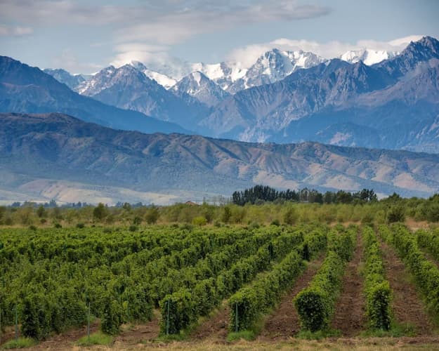 Imagen - MENDOZA, TERMAS Y BODEGAS