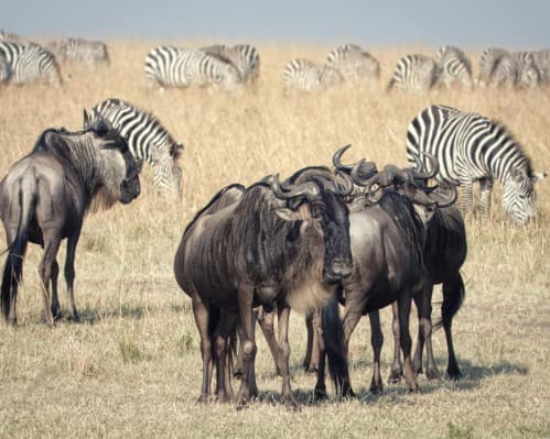 Immagine - Settembre in Kenya: Il Grande Spettacolo della Migrazione