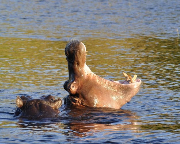 Immagine - 4 notti Victoria Falls & Chobe