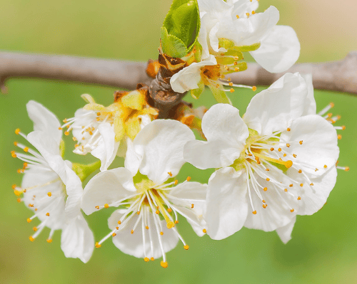 Imagen - Extremadura, Cerezos en flor II
