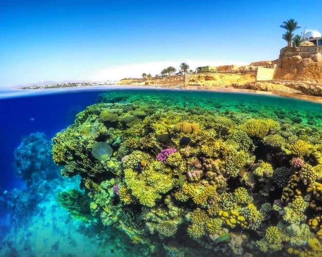 Immagine - Sharm Smart: relax e coralli