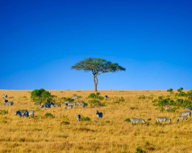 Imagem - The Enchantment of Kenya: Your Blue Safari