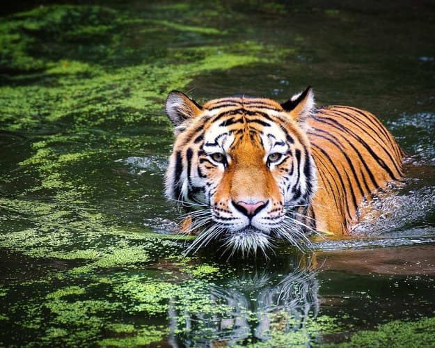 Immagine - The Bengal Triger Trip