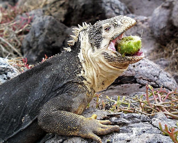 Immagine - Ecuador Autentico: Dalle Ande alle Galapagos
