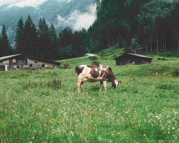 Imagen - ESCAPADA PET-FRIENDLY EN SUIZA: AVENTURA Y RELAX 