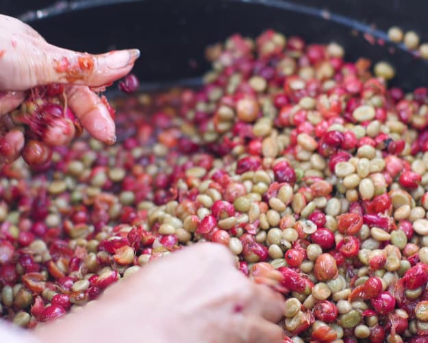 Imagen - Doka Coffee Tour, Costa Rica