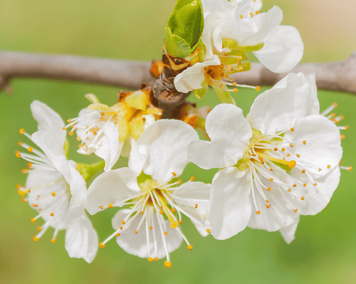 Imagen - Extremadura, Cerezos en flor II