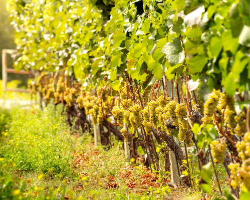 Imagen - Viñedos y Playa en la Baja 4 días 