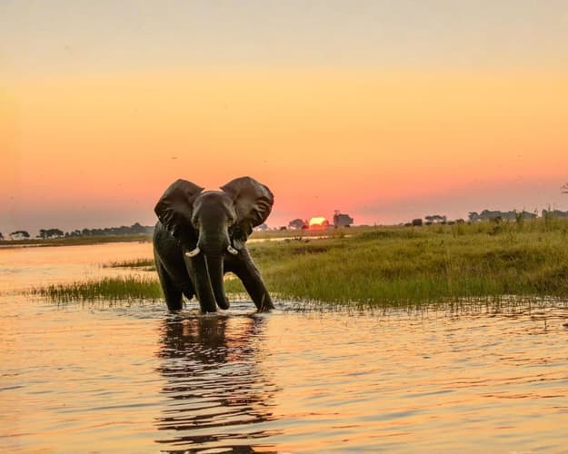 Imagen -  Safari por Moremi y el Okavango