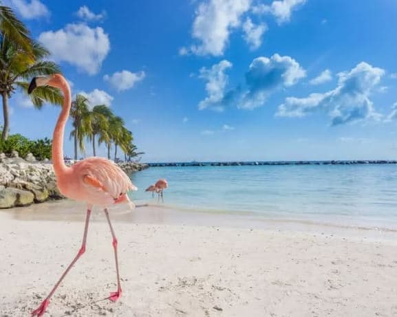 Imagen - Aruba + Carry on "01 al 05 abr"