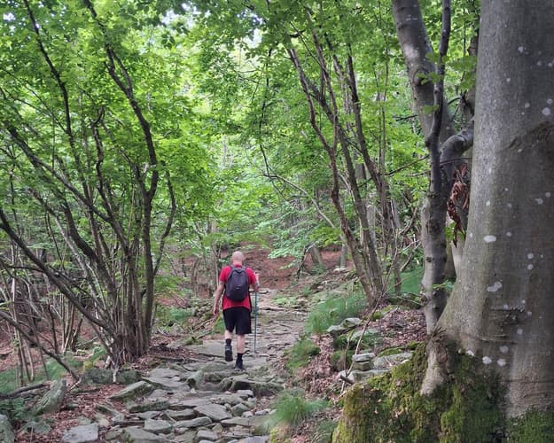 Immagine - ALLA RICERCA DELLE FORESTE SALGARIANE