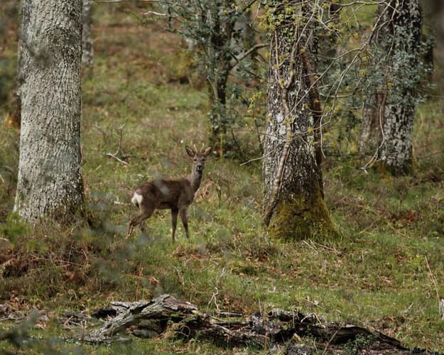 Ruta guiada: hayedo de Boheriza (12 de octubre)