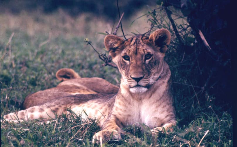 Image - Tierras de Tanzania en 4x4 - Simba Lodges