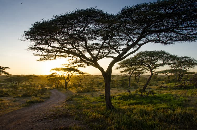 Imagem - Safari Maridadi en 4x4