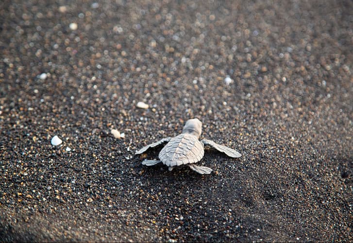 Image - Guatemala, Copán y Río Dulce  Playas del Pacífico (con vuelo doméstico)