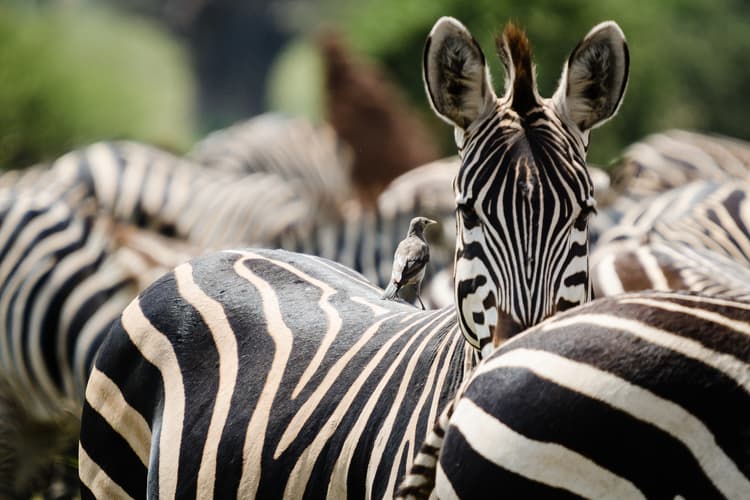 Image - Tierras de Tanzania en 4x4 - Serena Lodges