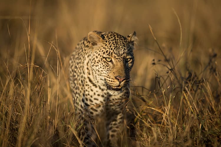 Imagen - Safari Ndovu Superior en 4x4 - Tanzania y Kenya (Arusha-Nairobi)