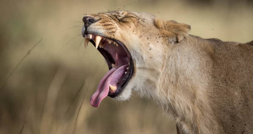 Imagen - Safari Darubini Superior en 4x4, Kenya y Tanzania, (Nairobi-Nairobi)