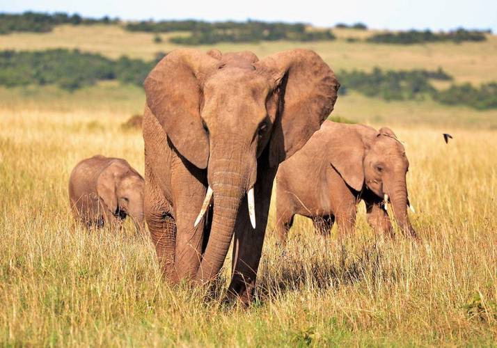 Image - Kiritiri (3 safaris en Masai Mara)