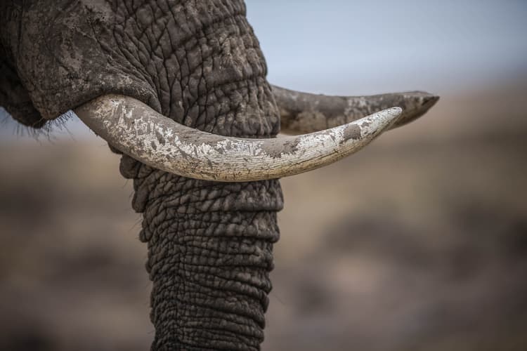 Image - Parque Nacional de Pilanesberg en inglés desde Johannesburgo