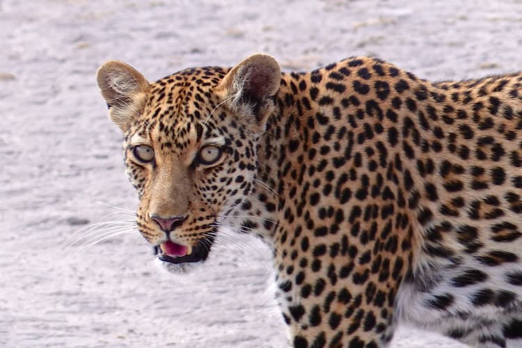 Image - Extensión a Botswana: Cataratas Victoria, Chobe y Okavango