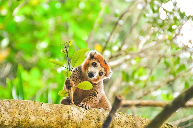 Imagen - Lémures y Perfumes en PRIVADO