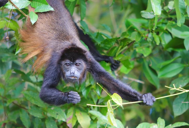 Imagem - Expedición Tropical - Self Drive (sin seguro)