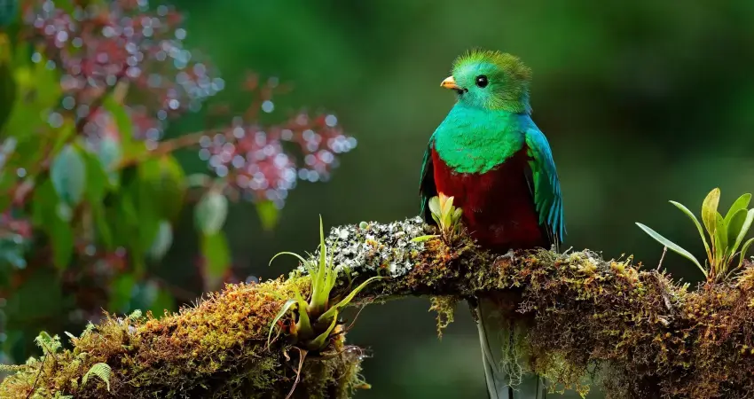 Imagem - Costa Rica Naturaleza Exuberante - Self Drive (sin seguro)