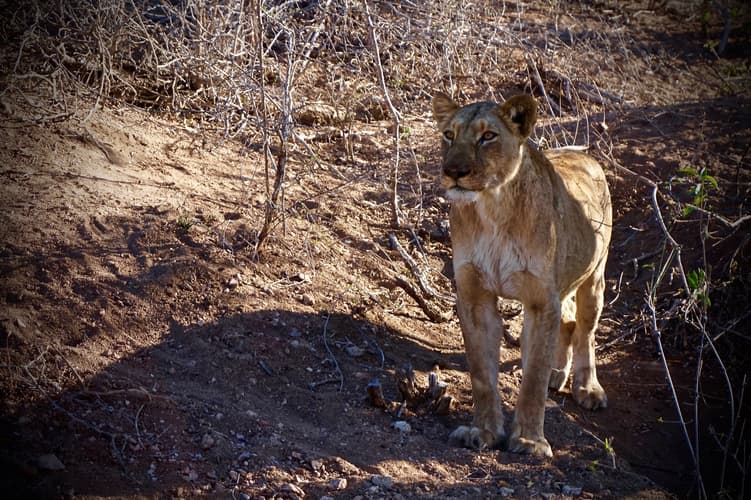Image - Salida Regular Kruger - Reserva Privada en grupo reducido