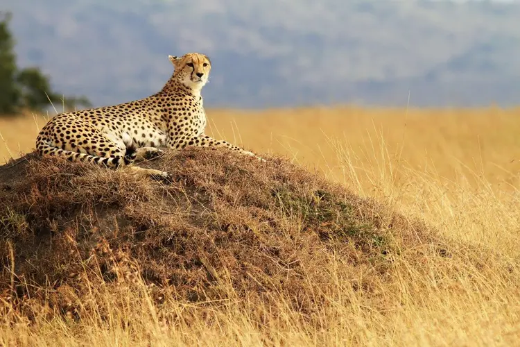 Through the Rift Valley, Keekorok Lodges