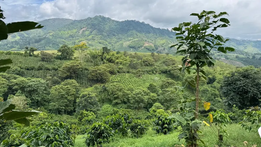 Image - 4-Day Pereira Coffee Region Experience, Private Tour