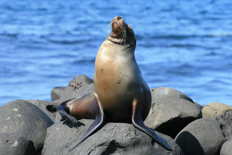 Descubrimiento del Ecuador + Extension Crucero Archipel I Itinerario B
