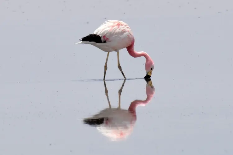 Imej - San Pedro de Atacama - 4 Días, Laguna Cejar