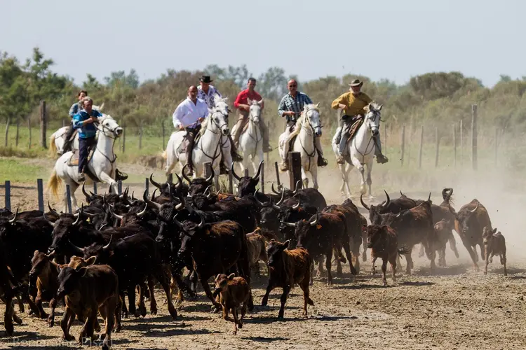 Camargue: Gipsy Land