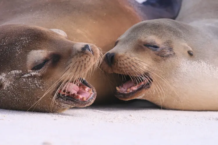 Bild - Galapagos Inter Islas Isabela y Santa Cruz 2 Navegaciones - 6 Días