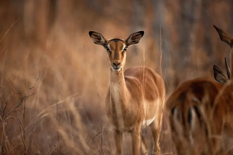 Image - Extensiones: Parque Nacional Kruger 2 Noches