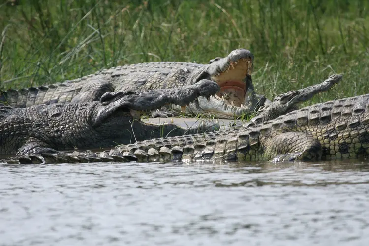 Image - Uganda, la perla de Africa