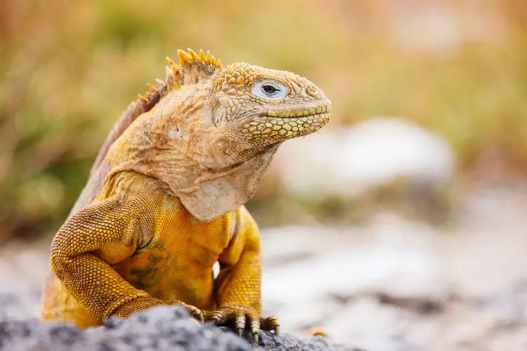 Machu Picchu & Galapagos