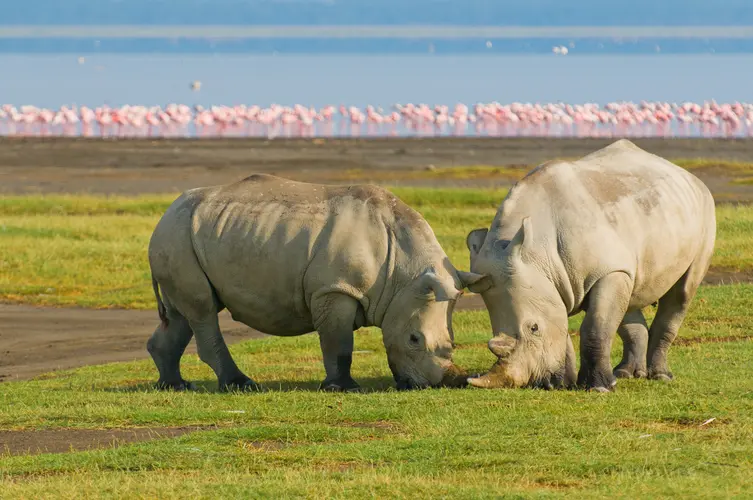Kenya Safari Adventure
