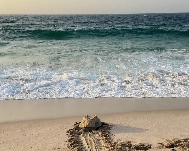 تصویر - Turtle Package with Adventure