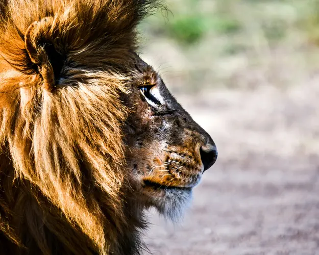 Image - Safari "Naivasha und Masai Mara"